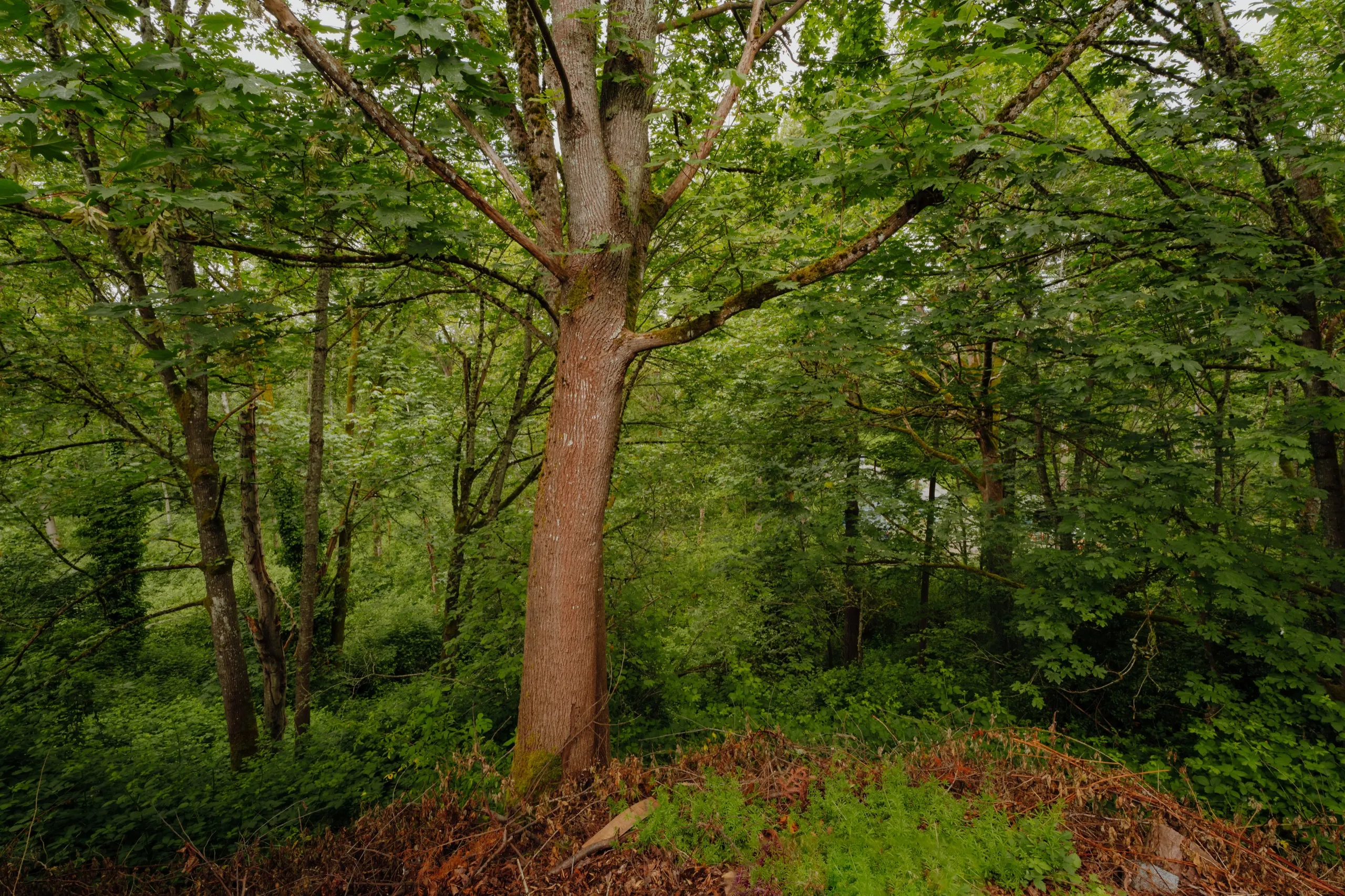 Deck & greenbelt photo 2
